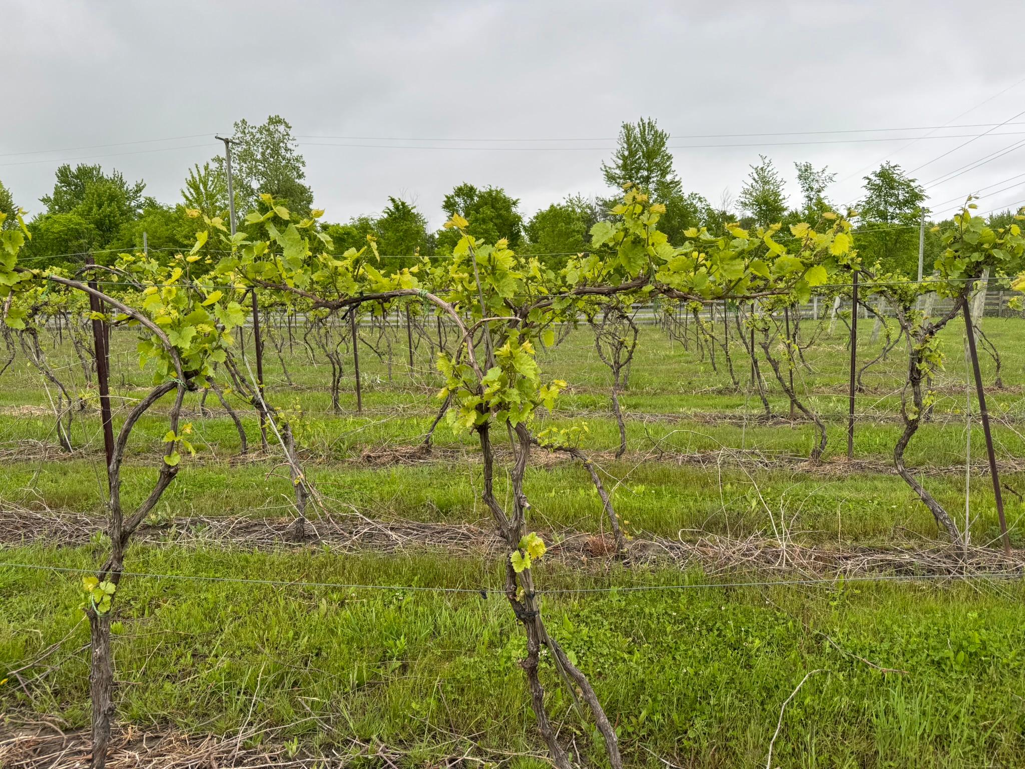 Marquette grapes.